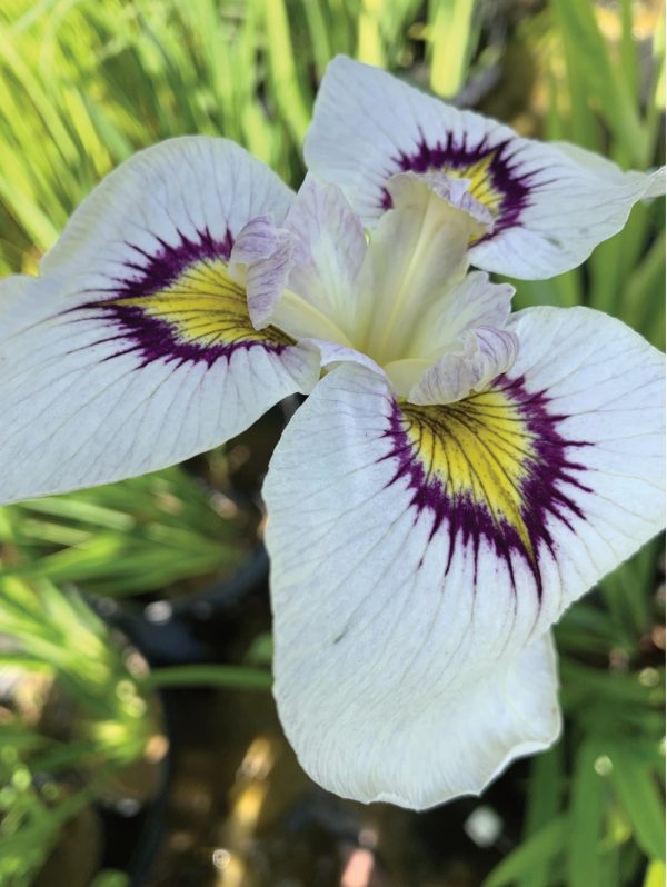 Iris × pseudata ‘Himebotaru’. Photo credit: Kelly Billing