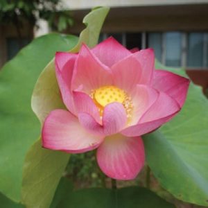 Nelumbo nucifera