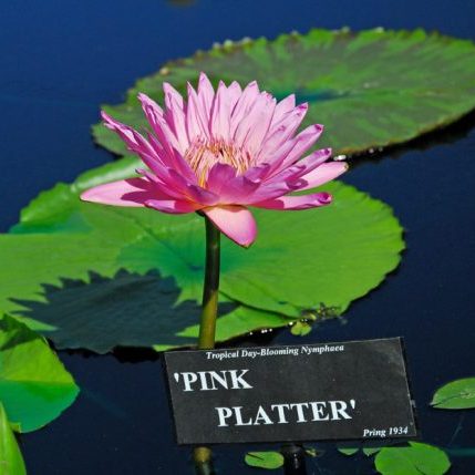 2010 San Angelo_Pink Platter 2010 San Angelo_Pink Platter