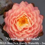 Nymphaea Arrakis Nymphaea Arrakis