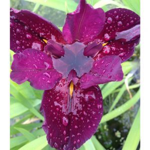Iris 'Red Velvet Elvis'