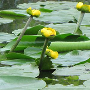 Nuphar
